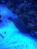 Eel2.jpg