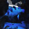 ClownGrouper.jpg
