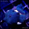 elite_reef_denver_coral_frags_DSC9597.JPG