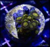 elite_reef_denver_coral_frags_DSC9618.JPG