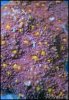 elite_reef_coral_frag_DSC9675.JPG