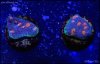 elite_reef_coral_frag_DSC9676.JPG