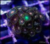 elite_reef_coral_frag_DSC9694.JPG