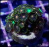 elite_reef_coral_frag_DSC9698.JPG