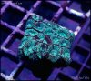 elite_reef_coral_frag_DSC9714.JPG