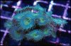 elite_reef_coral_frag_DSC9719.JPG