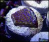 elite_reef_coral_frag_DSC9754.JPG