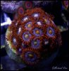 elite_reef_coral_frag_DSC9756.JPG
