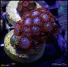 elite_reef_coral_frag_DSC9759.JPG