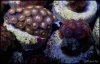 elite_reef_coral_frag_DSC9761.JPG