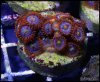 elite_reef_coral_frag_DSC9762.JPG