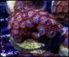 elite_reef_coral_frag_DSC9765.JPG