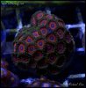 elite_reef_coral_frag_DSC9766.JPG
