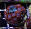 elite_reef_coral_frag_DSC9768.JPG