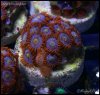 elite_reef_coral_frag_DSC9770.JPG