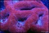 elite_reef_coral_DSC9816.JPG