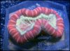elite_reef_coral_DSC9818.JPG