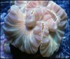 elite_reef_coral_DSC9821.JPG
