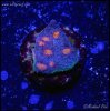 elite_reef_coral_DSC9822.JPG