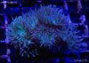 elite_reef_coral_DSC9824.JPG