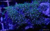 elite_reef_coral_DSC9827.JPG