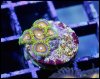 elite_reef_coral_DSC9842.JPG
