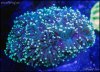 elite_reef_coral_DSC9844.JPG