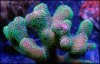 elite_reef_coral_DSC9846.JPG