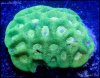 elite_reef_coral_DSC9848.JPG