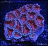 elite_reef_coral_DSC9850.JPG