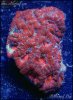 elite_reef_coral_DSC9853.JPG