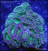elite_reef_coral_DSC9855.JPG