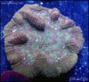 elite_reef_coral_DSC9857.JPG