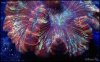 elite_reef_coral_DSC9858.JPG