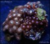 elite_reef_coral_DSC9860.JPG