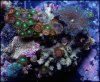 elite_reef_coral_DSC9863.JPG