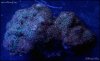 elite_reef_coral_DSC9864.JPG