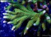 elite_reef_coral_DSC9867.JPG