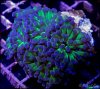 elite_reef_coral_DSC9869.JPG