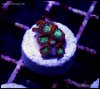 elite_reef_coral_DSC9873.JPG