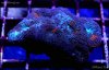elite_reef_coral_DSC9874.JPG