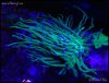 elite_reef_coral2015-06-09 14.30.52.jpg