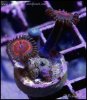 captive_coral_images_DSC9659.JPG