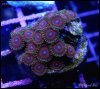 captive_coral_images_DSC9722.JPG