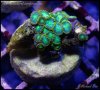 captive_coral_images_DSC9737.JPG