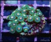 captive_coral_images_DSC9776.JPG