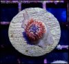 captive_coral_images_DSC9877.JPG