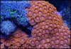 dsc036161.jpg