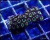 zoanthids2015-01-10-06-11-06-1.jpg