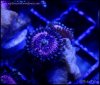 zoanthids2015-01-10-06-12-09.jpg